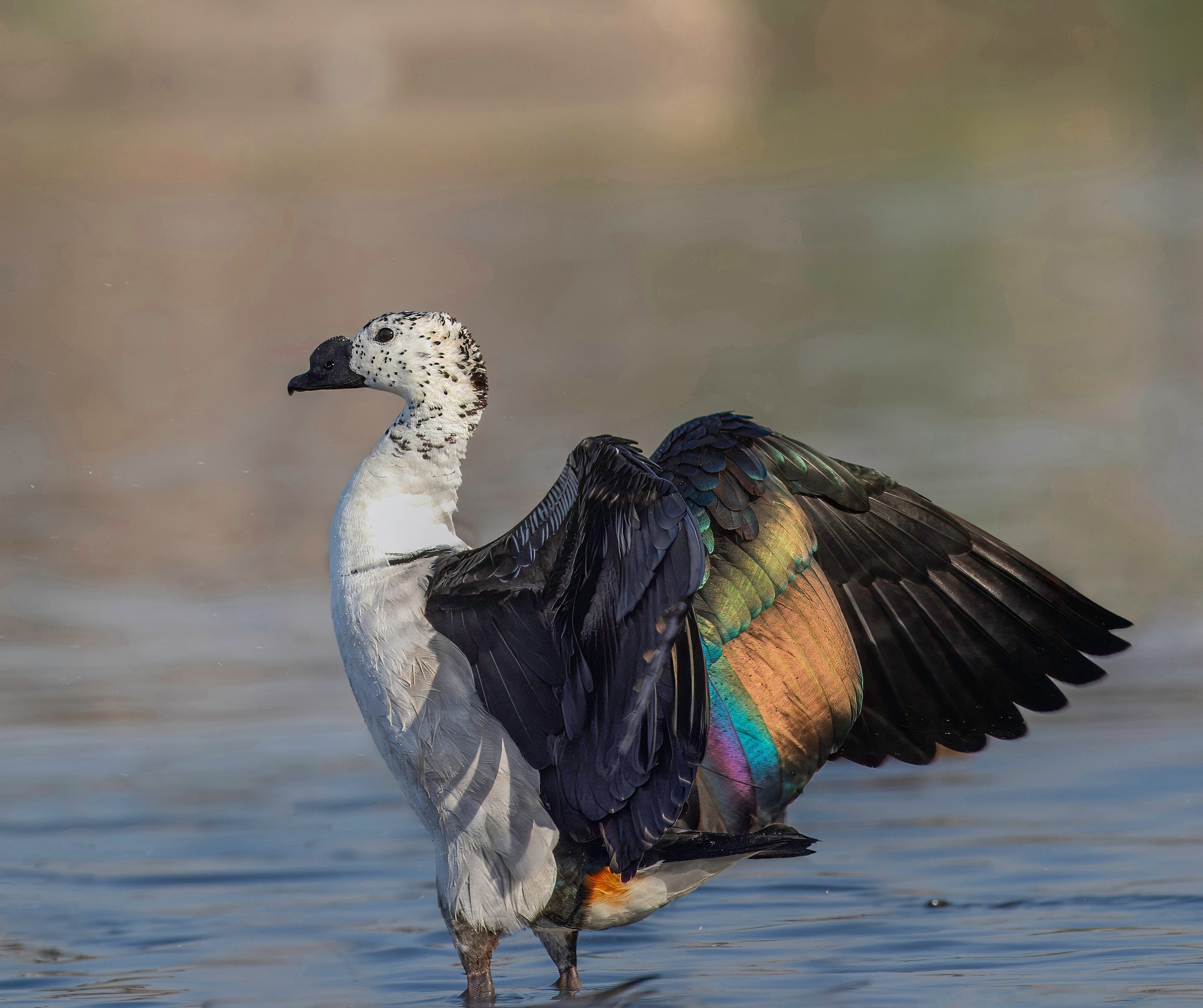 Knob-billed duck on the lake